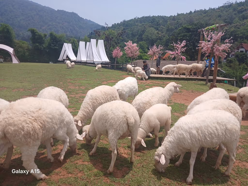 Chiang Mai Private Tour - Mae Rim sheep Farm