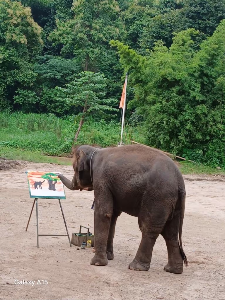 Chiang Mai Private Tour - Pong Yang Elephant camp