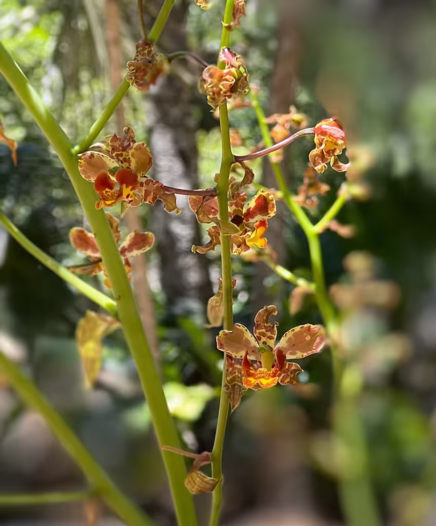 Tulum Private Tour - Native Mayan orchids sightseeing Tulum