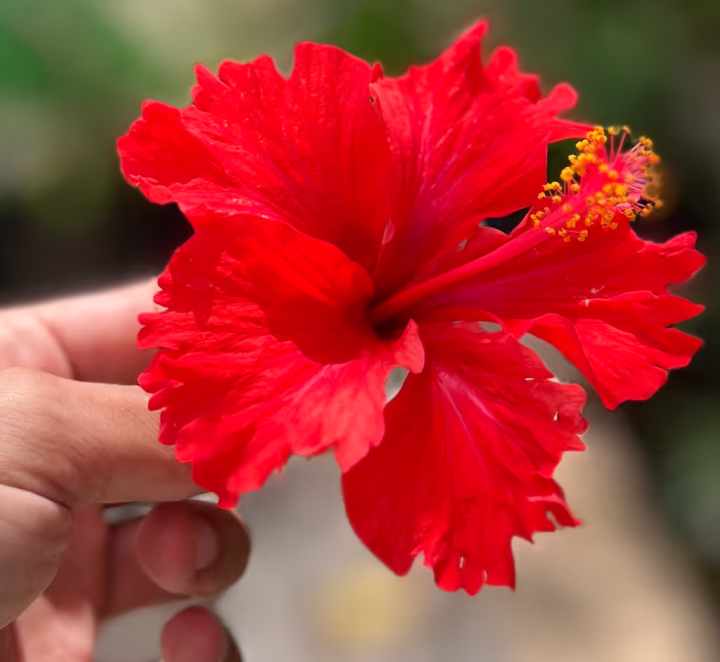 Tulum Private Tour - Flora sightseeing tailored tours experiences Tulum