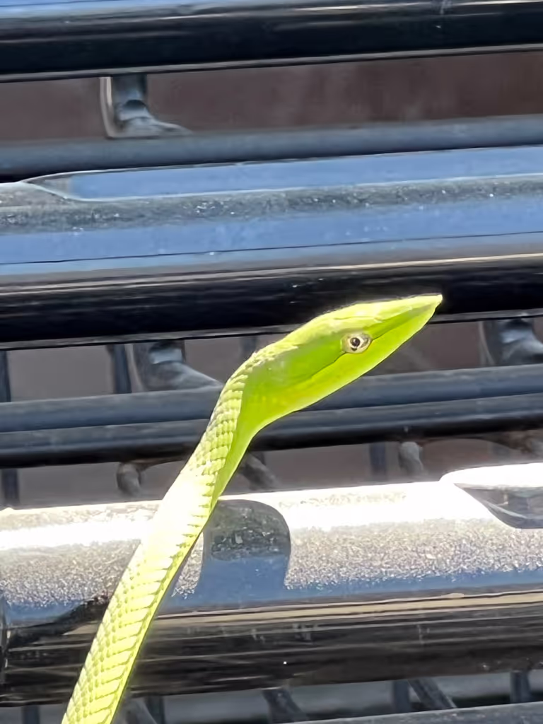 Tulum Private Tour - Fauna sightseeing tours, Tulum