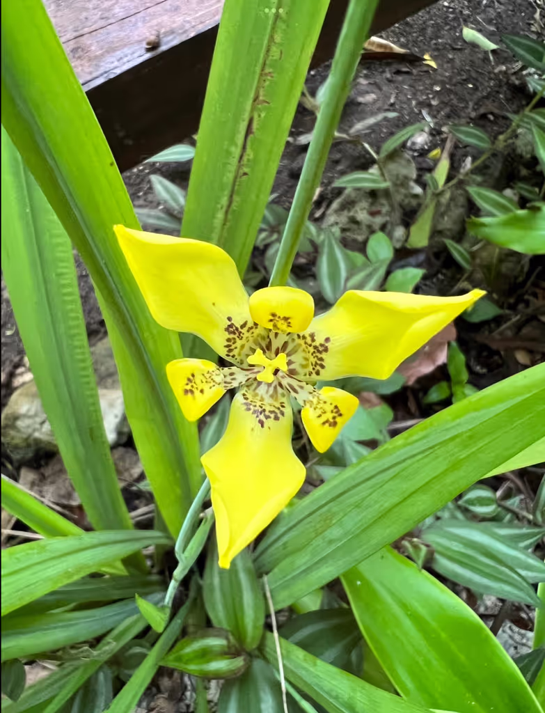 Tulum Private Tour - Flora sightseeing in Tulum