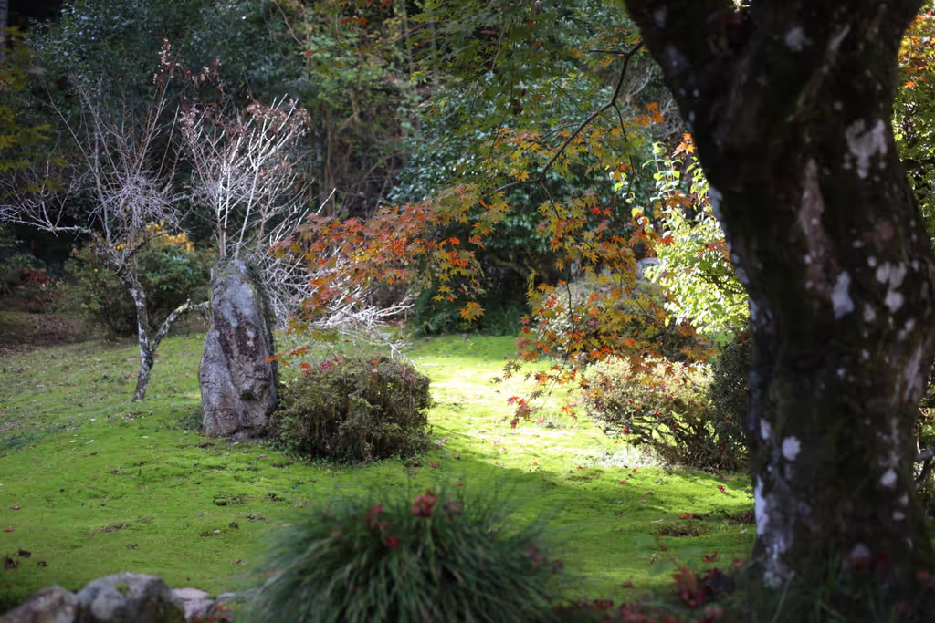 Hiroshima Private Tour - mossy garden