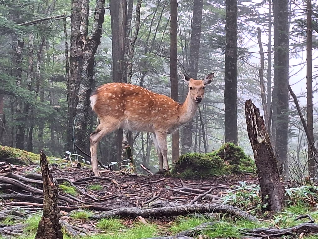 Yamanashi Private Tour - Aokigahara Forest