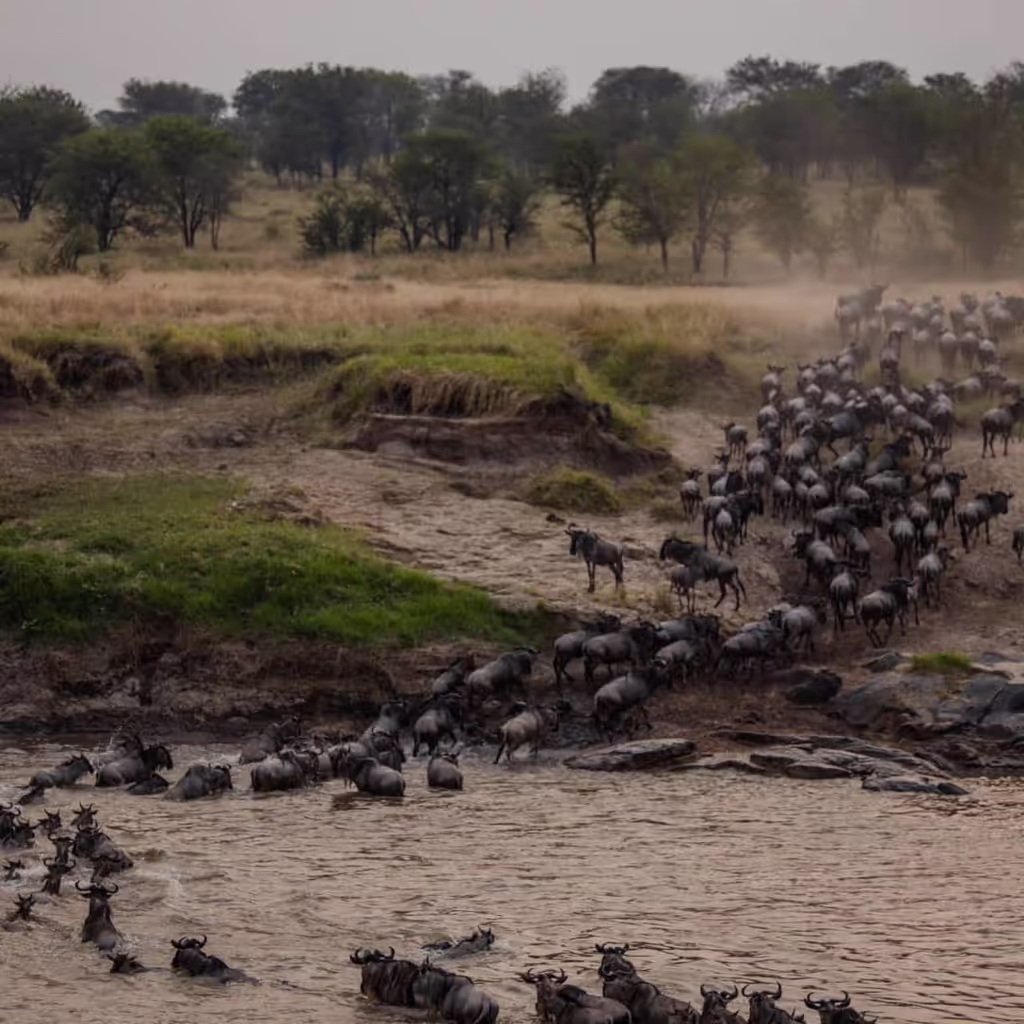 Kilimanjaro Private Tour - serengeti migration