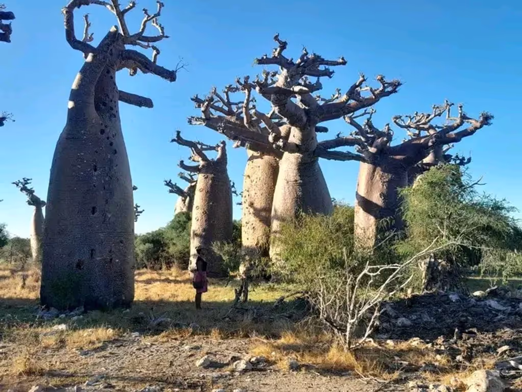 Antananarivo Private Tour - The famous Baobab Forest