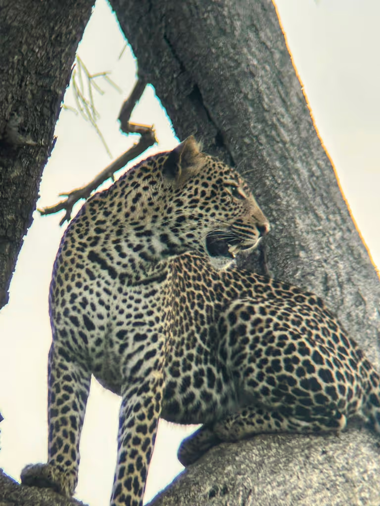 Kilimanjaro Private Tour - 