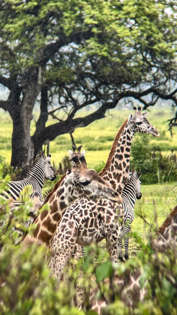 Kilimanjaro Private Tour - 