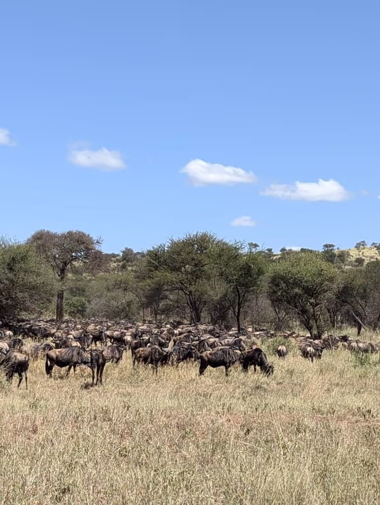 Kilimanjaro Private Tour - 