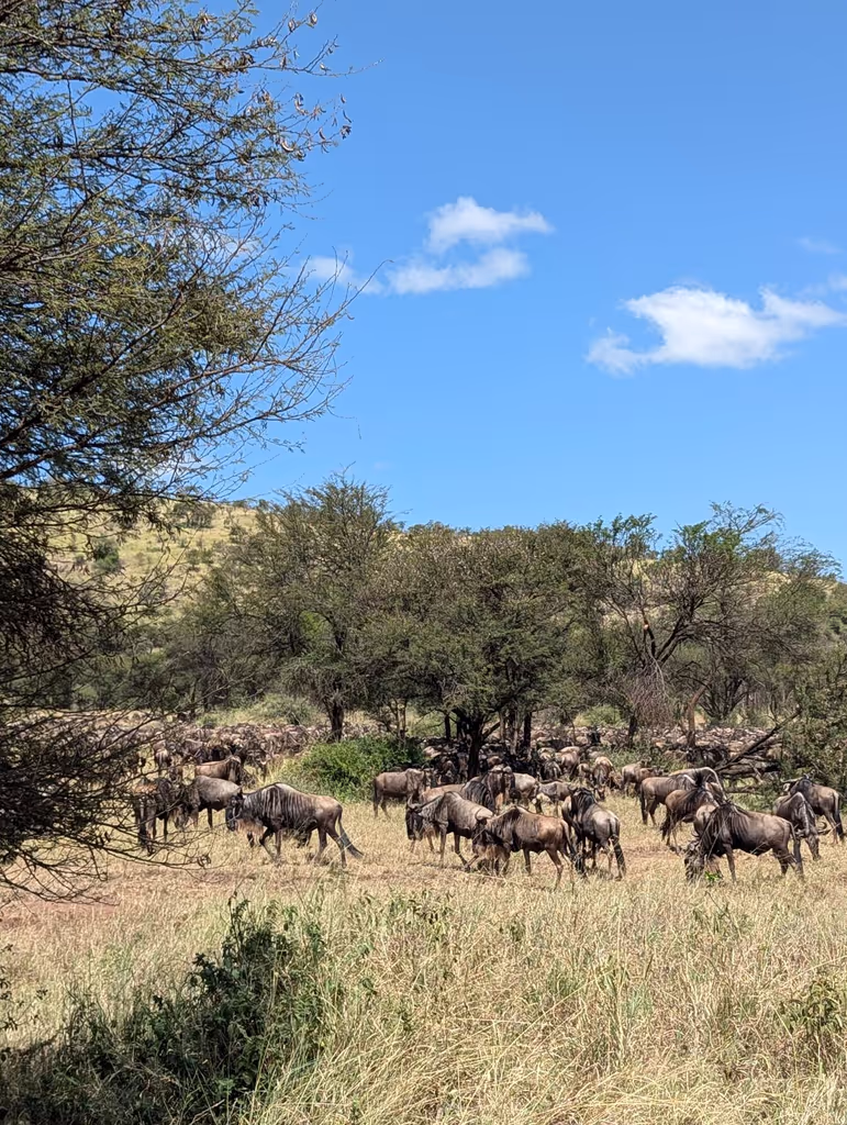 Kilimanjaro Private Tour - 