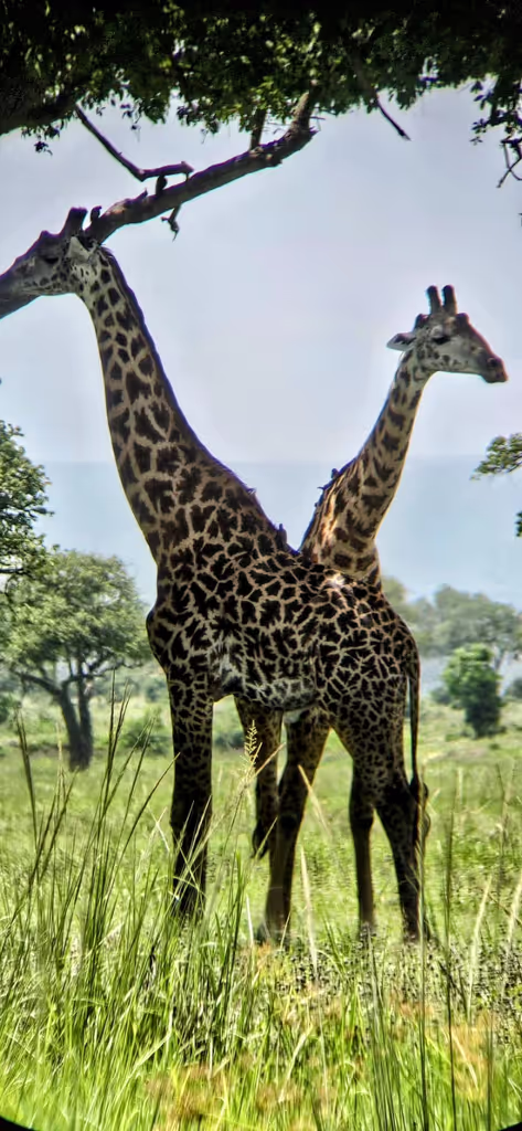 Kilimanjaro Private Tour - 