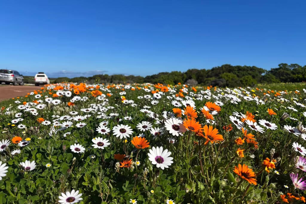 Western Cape Private Tour - 