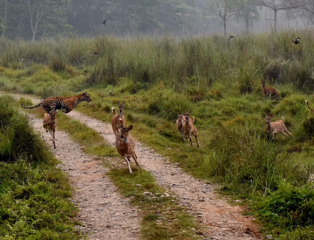 Narayani Private Tour - 