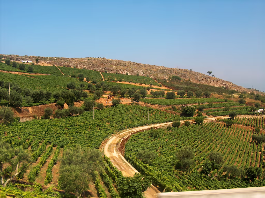 Lisbon Private Tour - Douro Valley