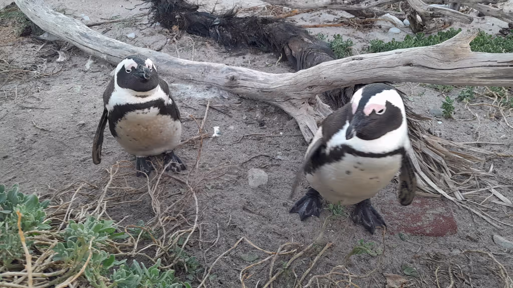 Cape Town Private Tour - 