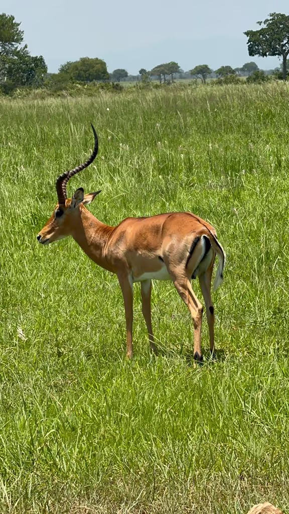Morogoro Private Tour - Impala