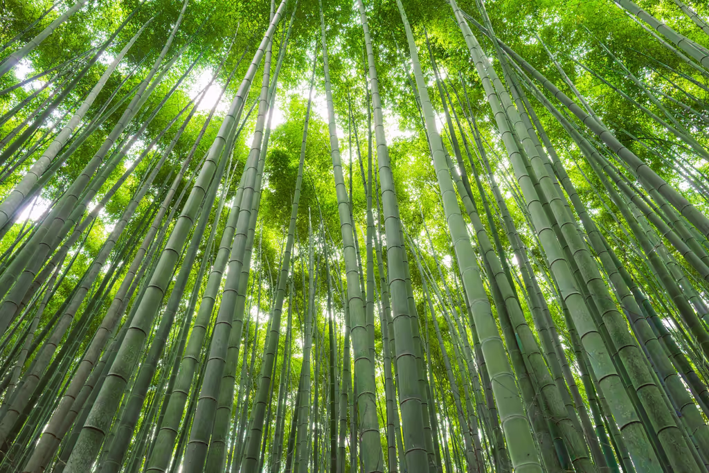 Kyoto Private Tour - 