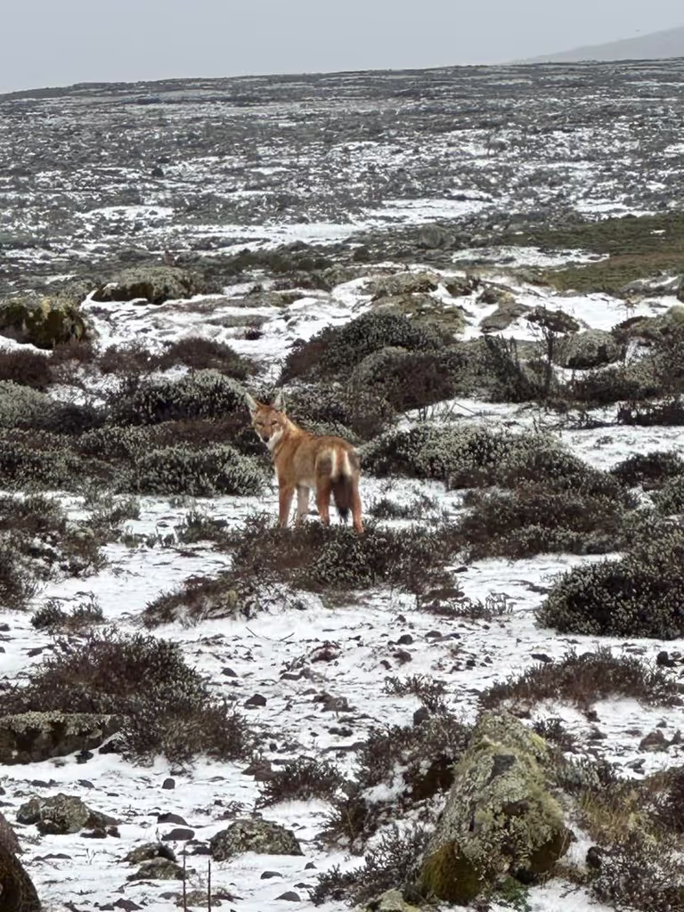 Addis Ababa Private Tour - Ethiopian fox bale mountains 