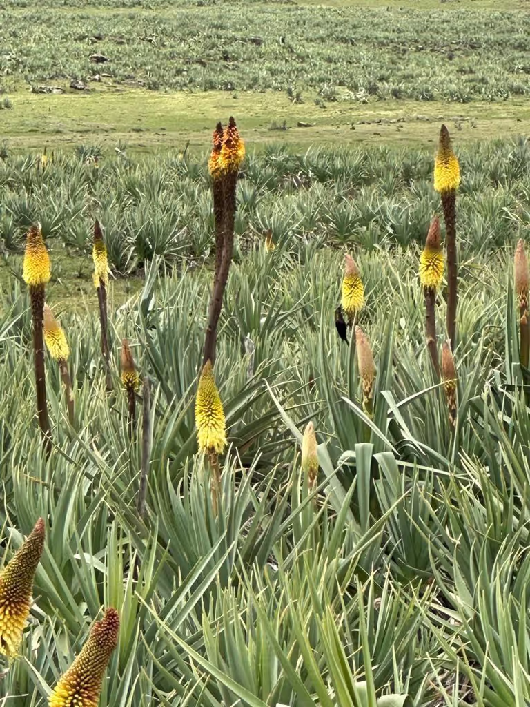 Addis Ababa Private Tour - bale mountains