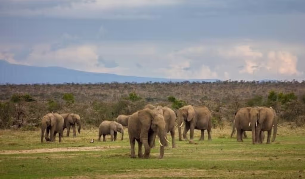 Nairobi Private Tour - 