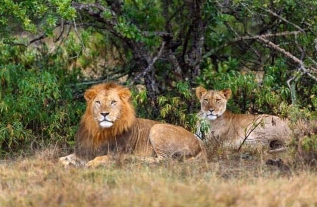 Nairobi Private Tour - 