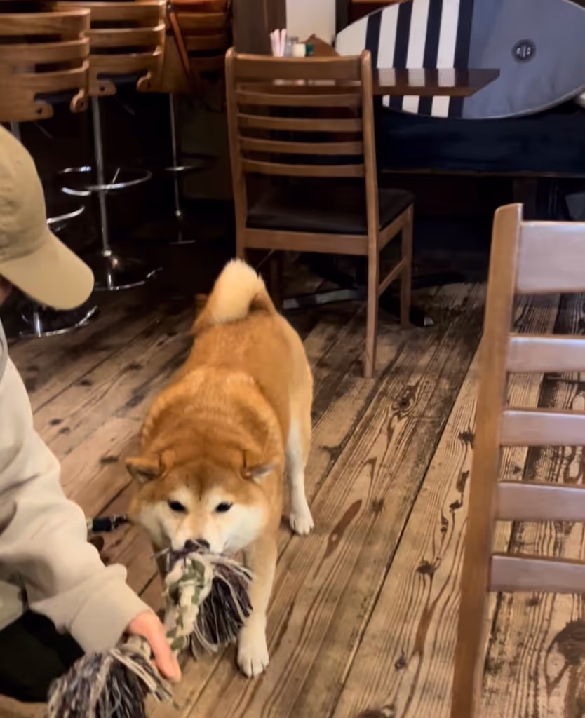 Hyogo Private Tour - 