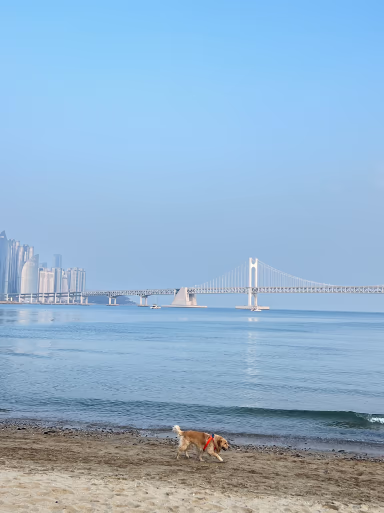 Busan Private Tour - 