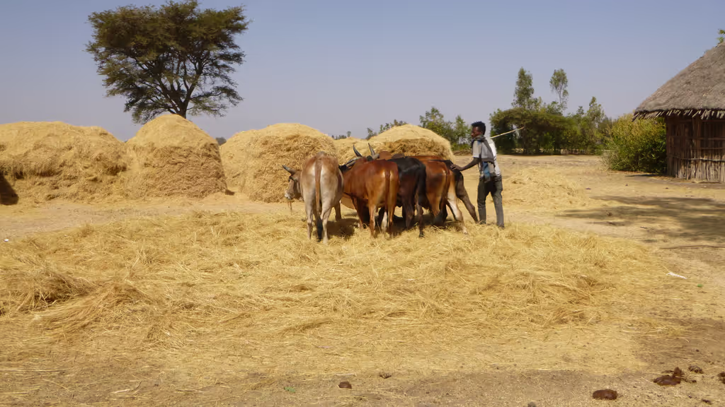 Addis Ababa Private Tour - Trashing activities 