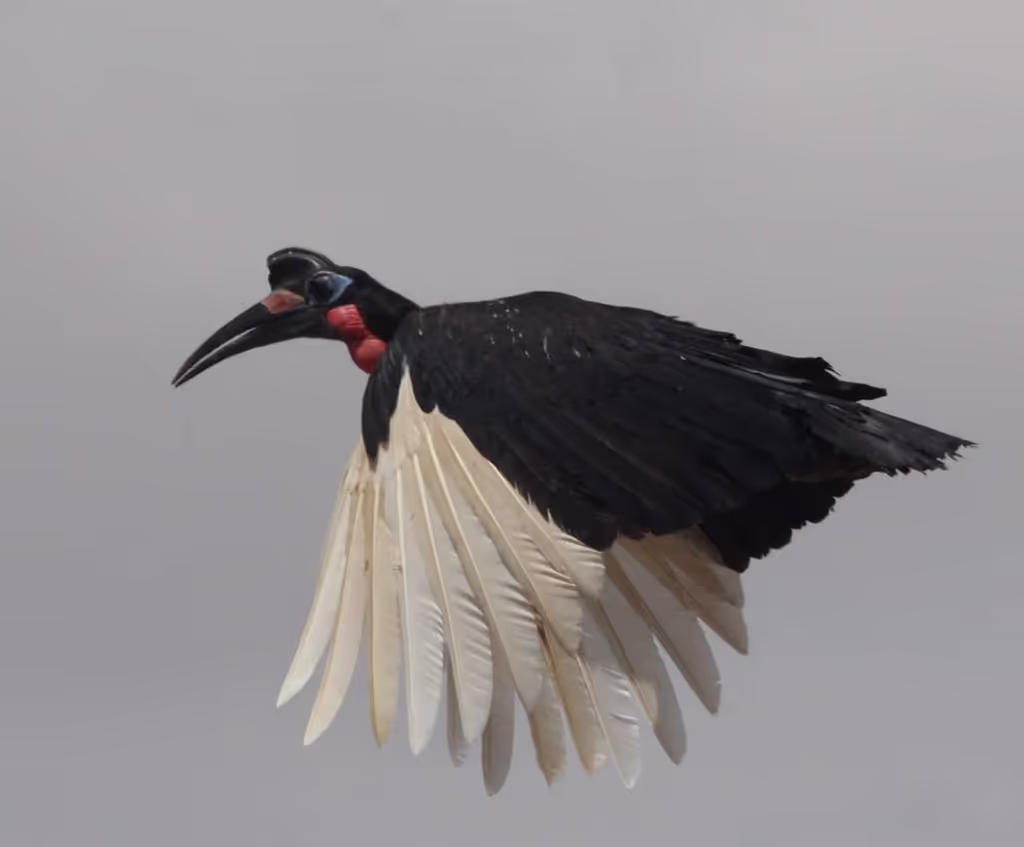 Addis Ababa Private Tour - Majistic Abyssinian Ground Horn bill