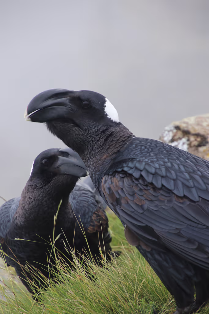 Addis Ababa Private Tour - Thick Billed Riven