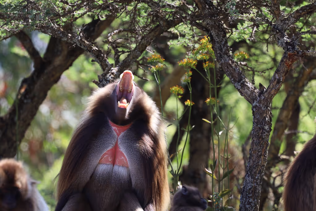 Addis Ababa Private Tour - Gilada Baboon,  Debre Libanos Area