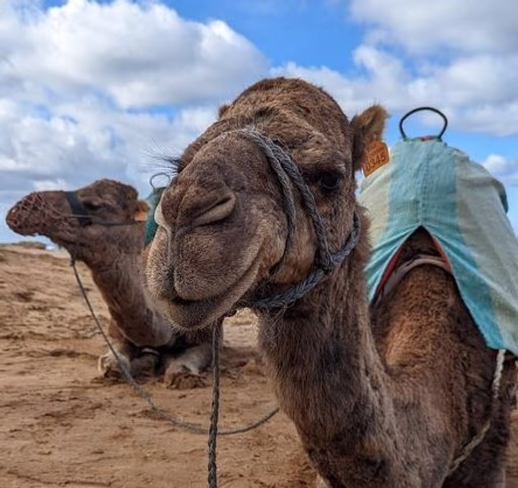 Tangier Private Tour - null