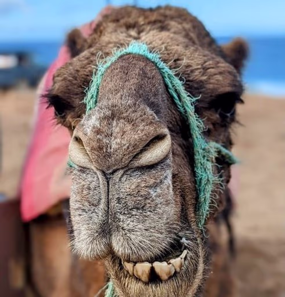 Tangier Private Tour - null