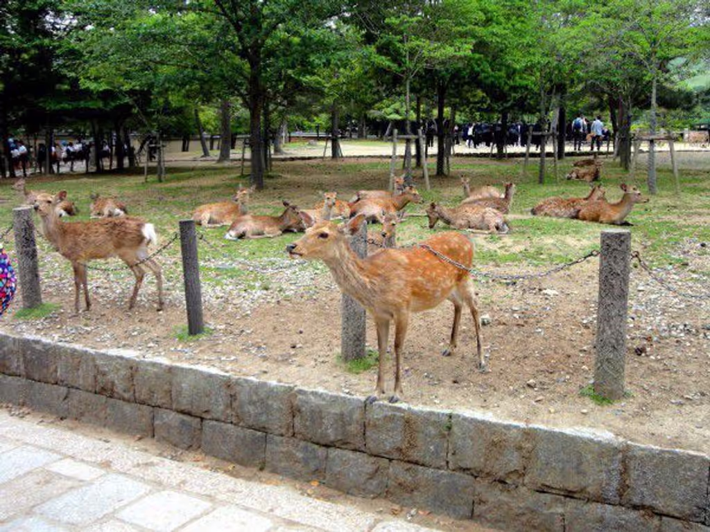 Kyoto Private Tour - Tame deer in Nara Park