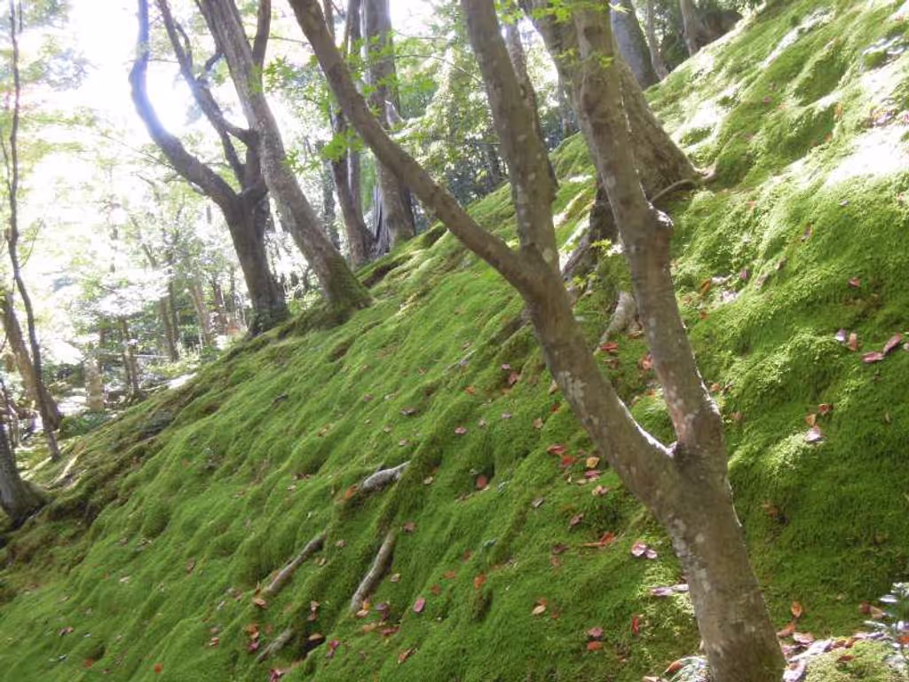 Kyoto Private Tour - Moss-covered slope at Johjako-ji Temple
