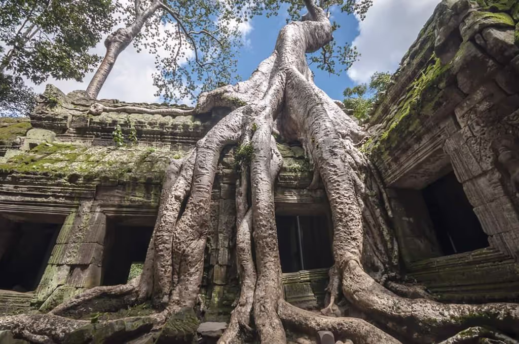 Siem Reap Private Tour - Ta Prohm temple