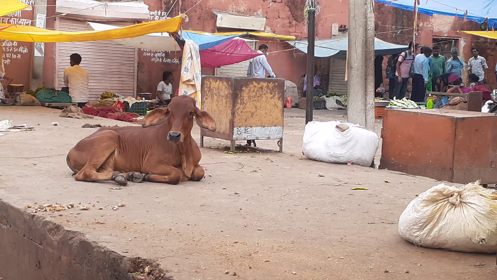 Udaipur Private Tour - Holy cow