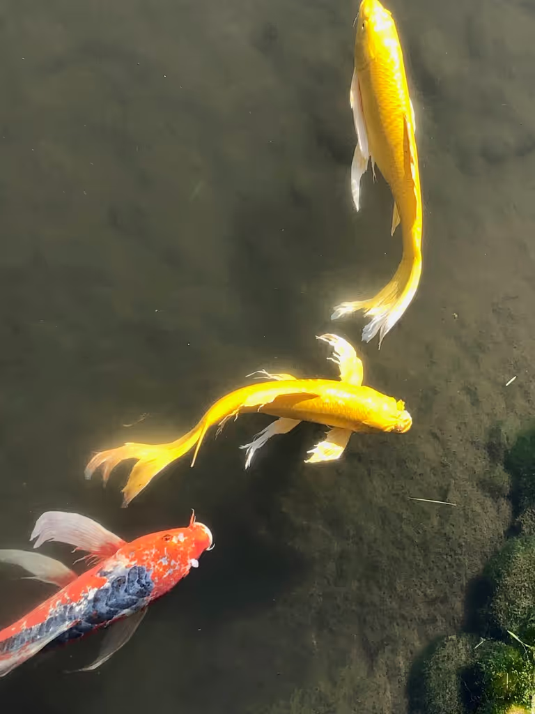 Tokyo Private Tour - colorful koi in the pond in Ninomaru Garden