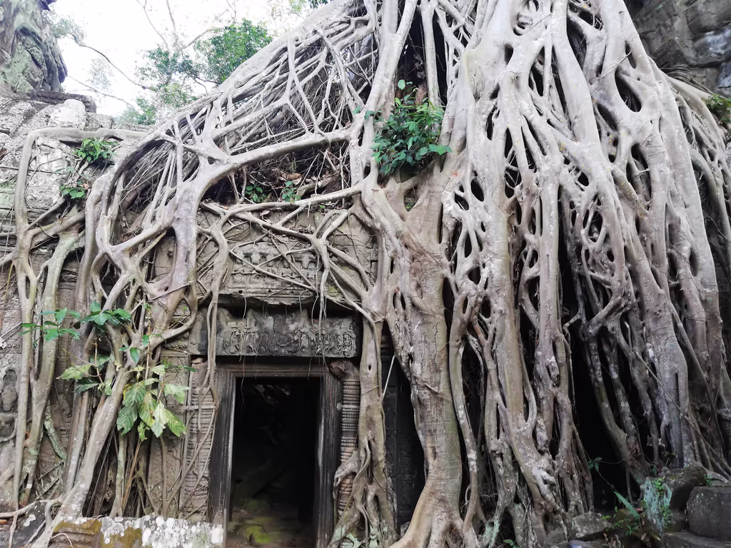 Siem Reap Private Tour - Ta Prohm temple