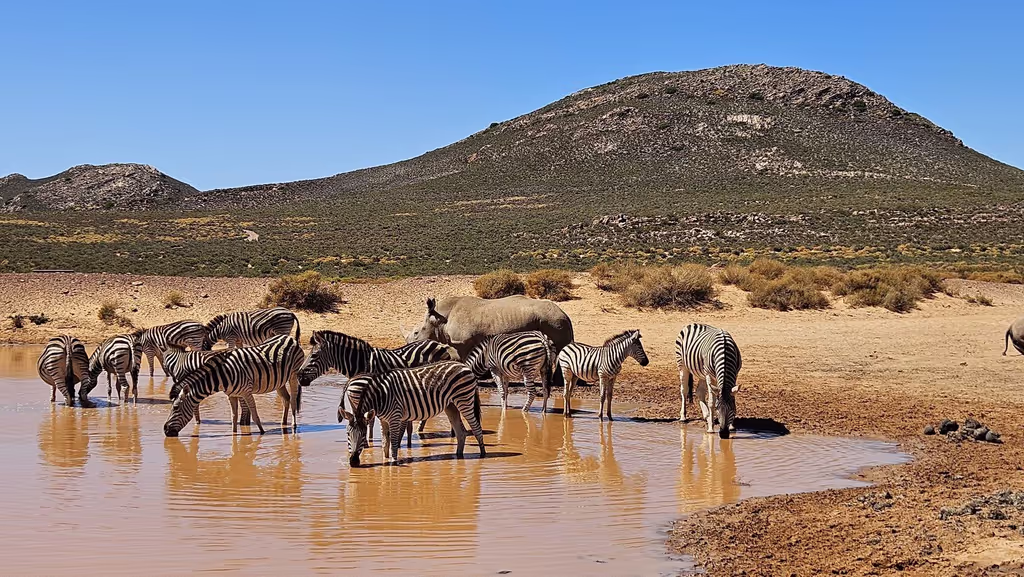 Cape Town Private Tour - Zebra