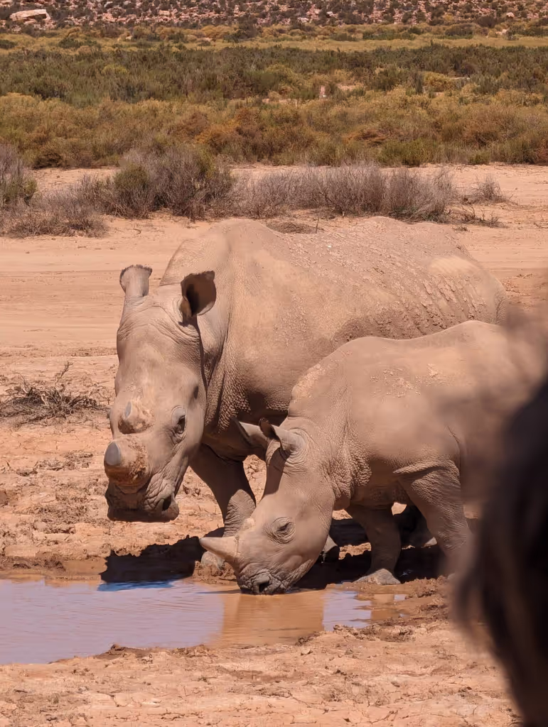 Cape Town Private Tour - White Rhino