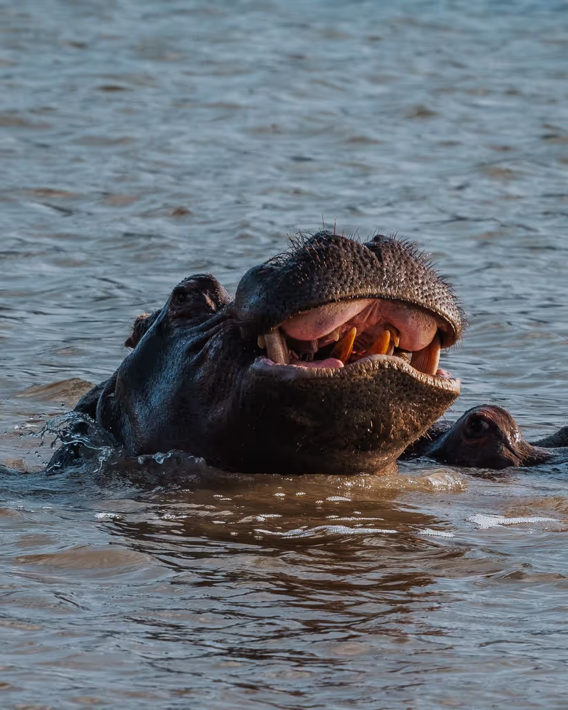 Cape Town Private Tour - A hippo in it's happy place