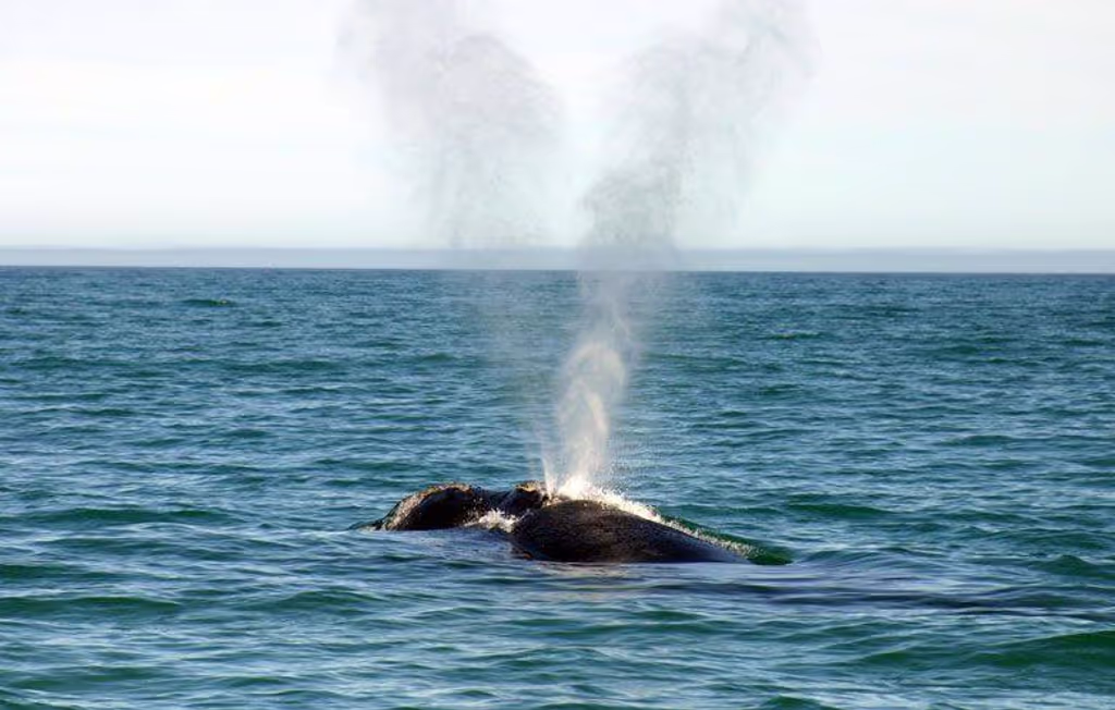 Cape Town Private Tour - The familiar spray.