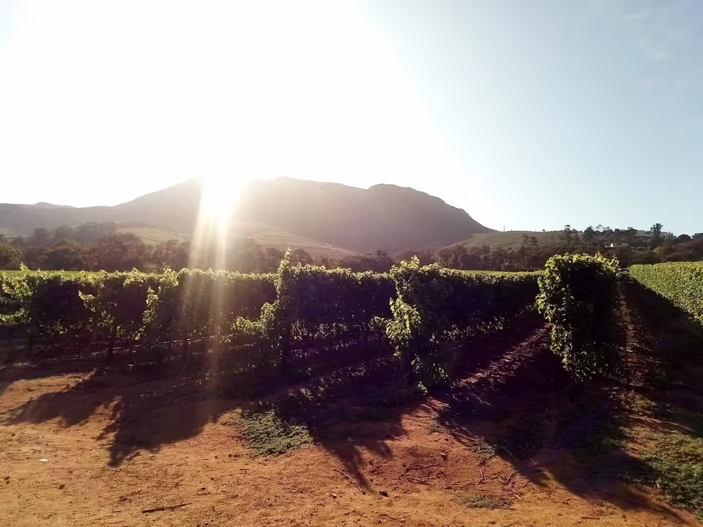 Cape Town Private Tour - A sun kissed vineyard