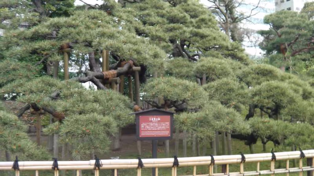 Tokyo Private Tour - 5. Hamarikyu Garden (The 300 years old pine tree)
