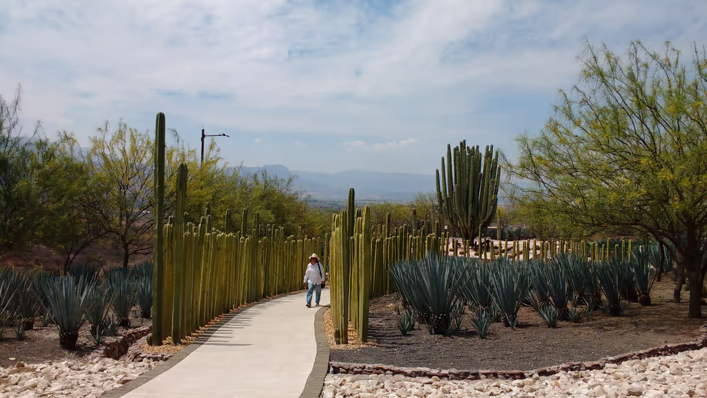 Mexico City Private Tour - Cactus Garden