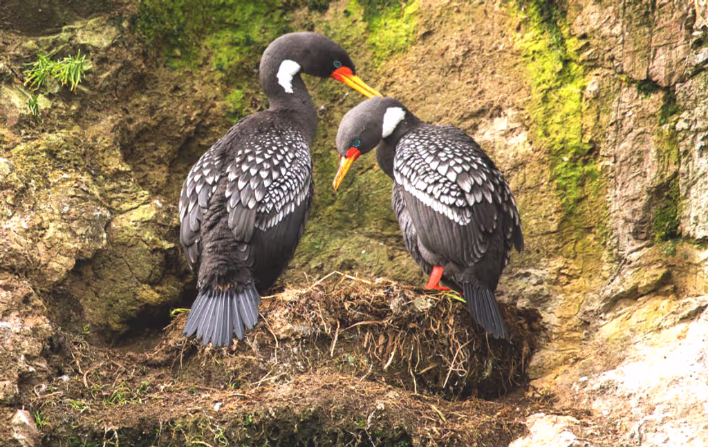 Puerto Varas Private Tour - null