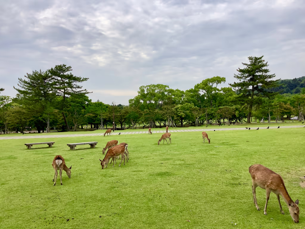 Kyoto Private Tour - plenty of deers at Nara Park