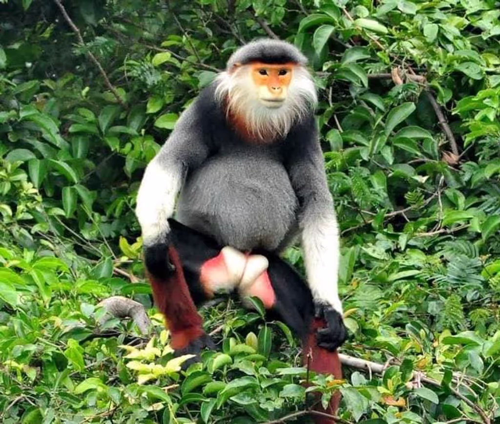 Da Nang Private Tour - Monkey at Son Tra Peninsula