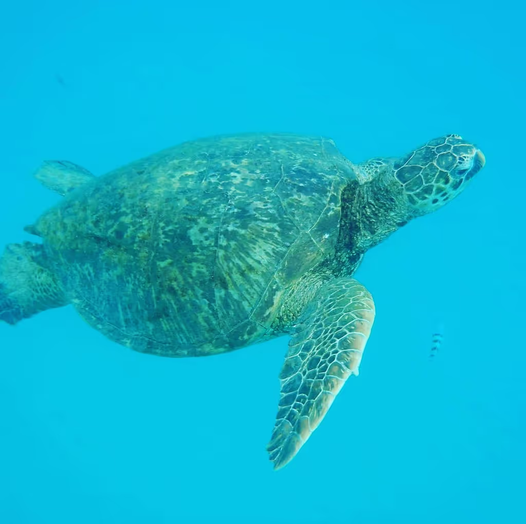 Honolulu Private Tour - Underwater photos included in tour